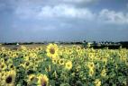 Sonnenblumenfeld 1996